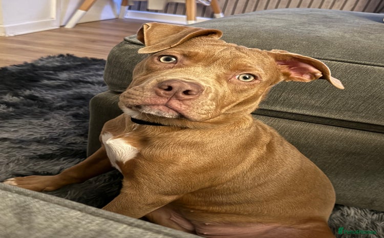 Mixed Breed dogs Cali x - Advert 3