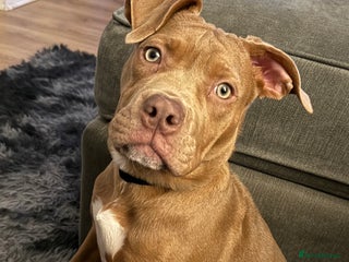 Mixed Breed dogs Cali x - Advert 1