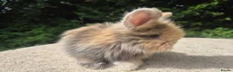 Angora rabbits for sale: 🌟STUNNING ANGORA BABIES- maxi full face 🌟 - Advert 4