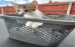 Domestic Shorthair cats for sale: 4 Domestic Shorthair Kittens  - Image 8