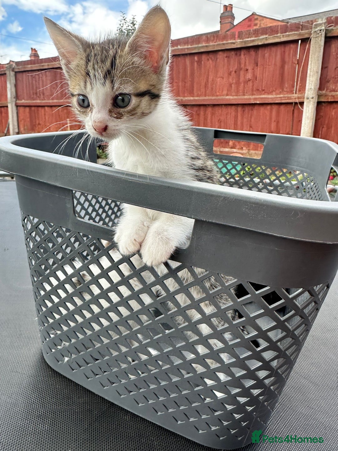 Domestic Shorthair cats for sale: 4 Domestic Shorthair Kittens  - Image 8