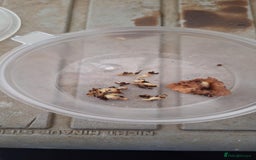 Cockroaches invertebrates for sale: Mixture of invertebrates  - Image 5