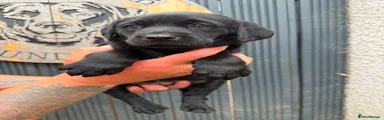 Labrador Retriever 3