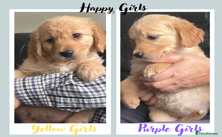 Golden Retriever dogs - Advert 1