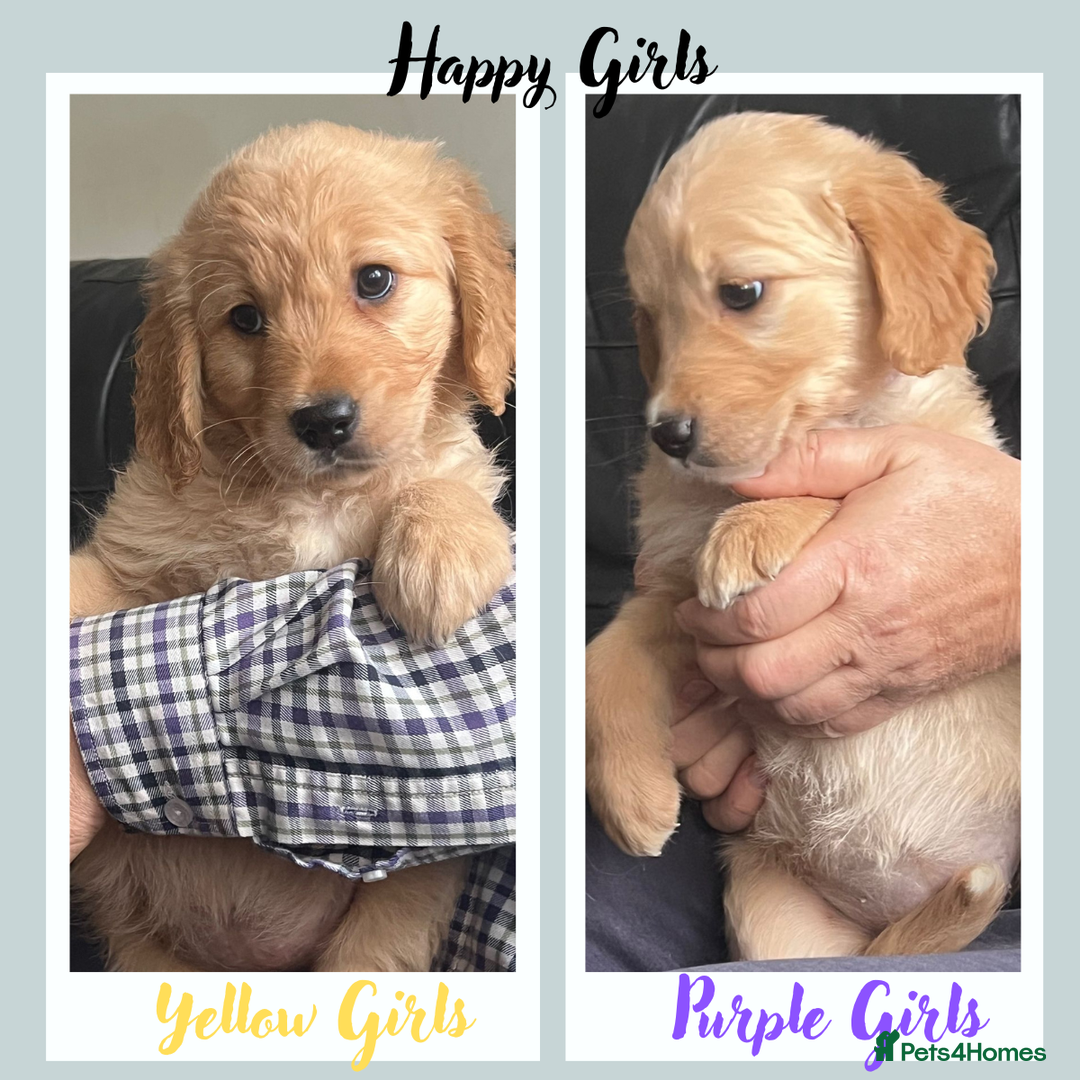 Golden Retriever dogs for sale: 🐾 Golden Retriever Puppies – Ready Now! 🐾 - Image 1