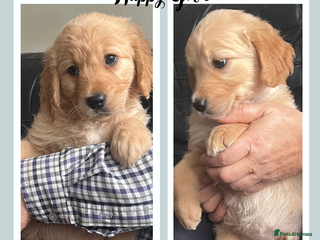 Golden Retriever dogs - Advert 5