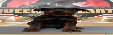 Chinese Red Dog Puppy 6