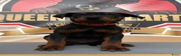 Chinese Red Dog dogs for sale: ( 1 GIRL LEFT  ) Chinese red dog  ( READY TO GO ) - Advert 15