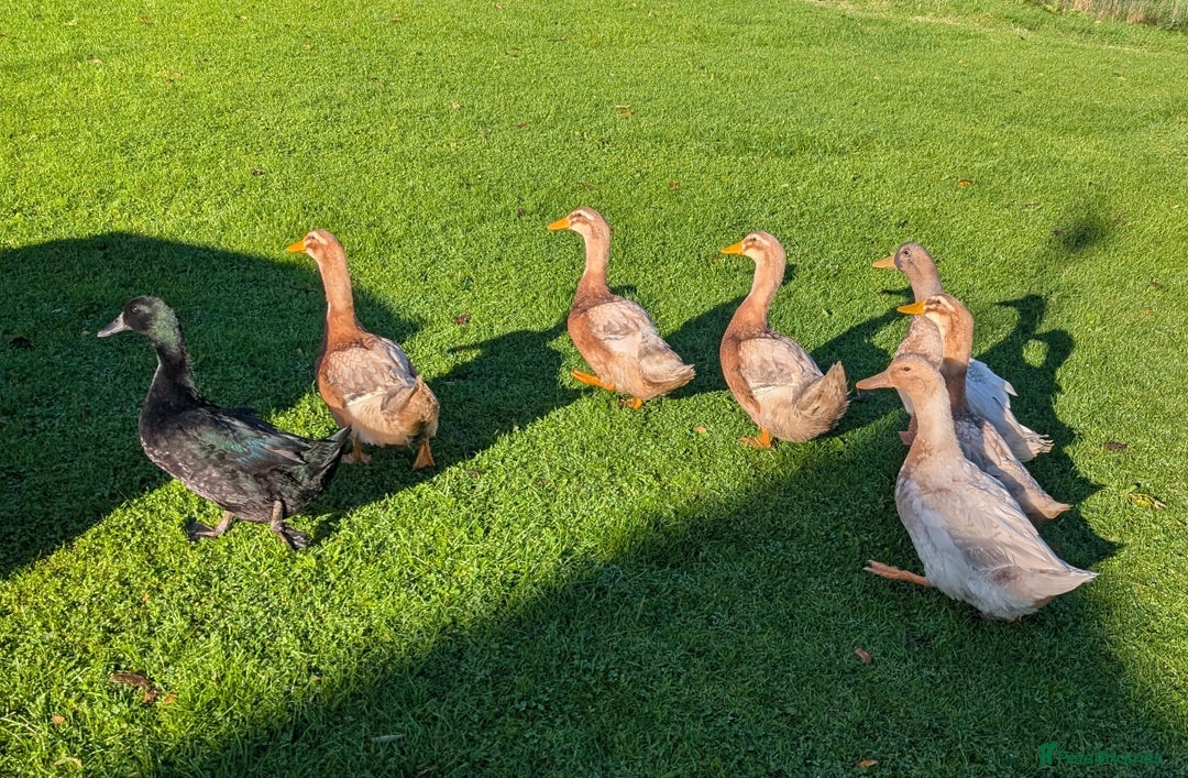 Ducks poultry for sale: *Saxony & Cayuga Drakes* - Image 2