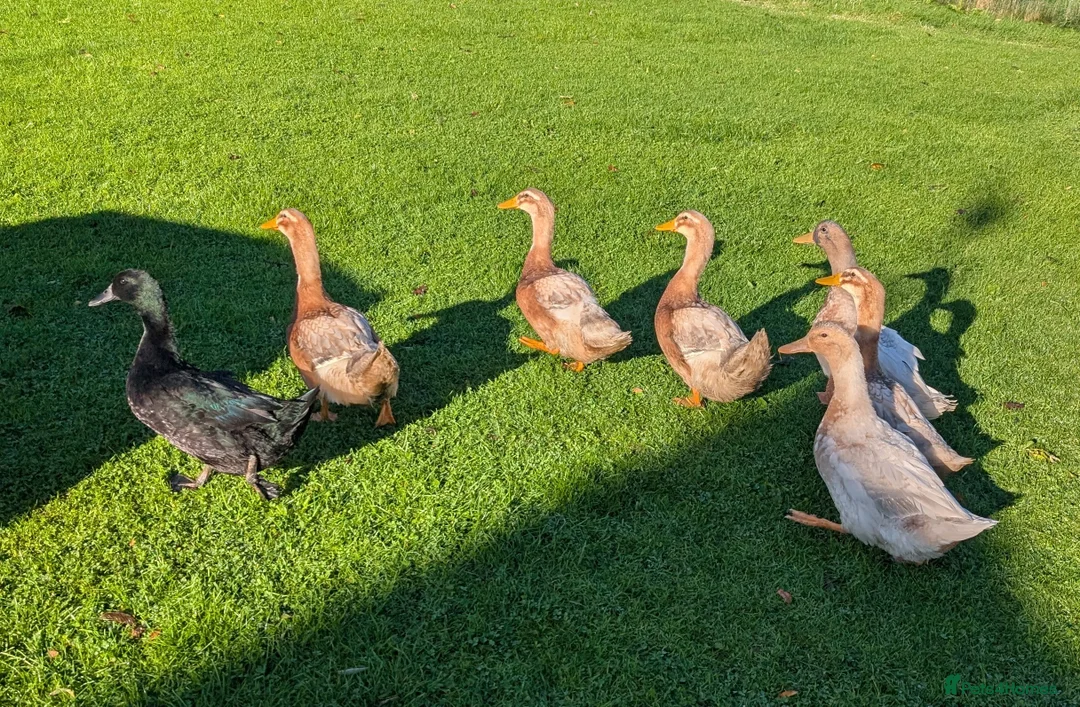Ducks poultry for sale: *Saxony & Cayuga Drakes* - Advert 2