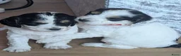 Cockapoo dogs for sale: Beautiful litter of 5 Cockapoos 1 girl left in Preston - Advert 11