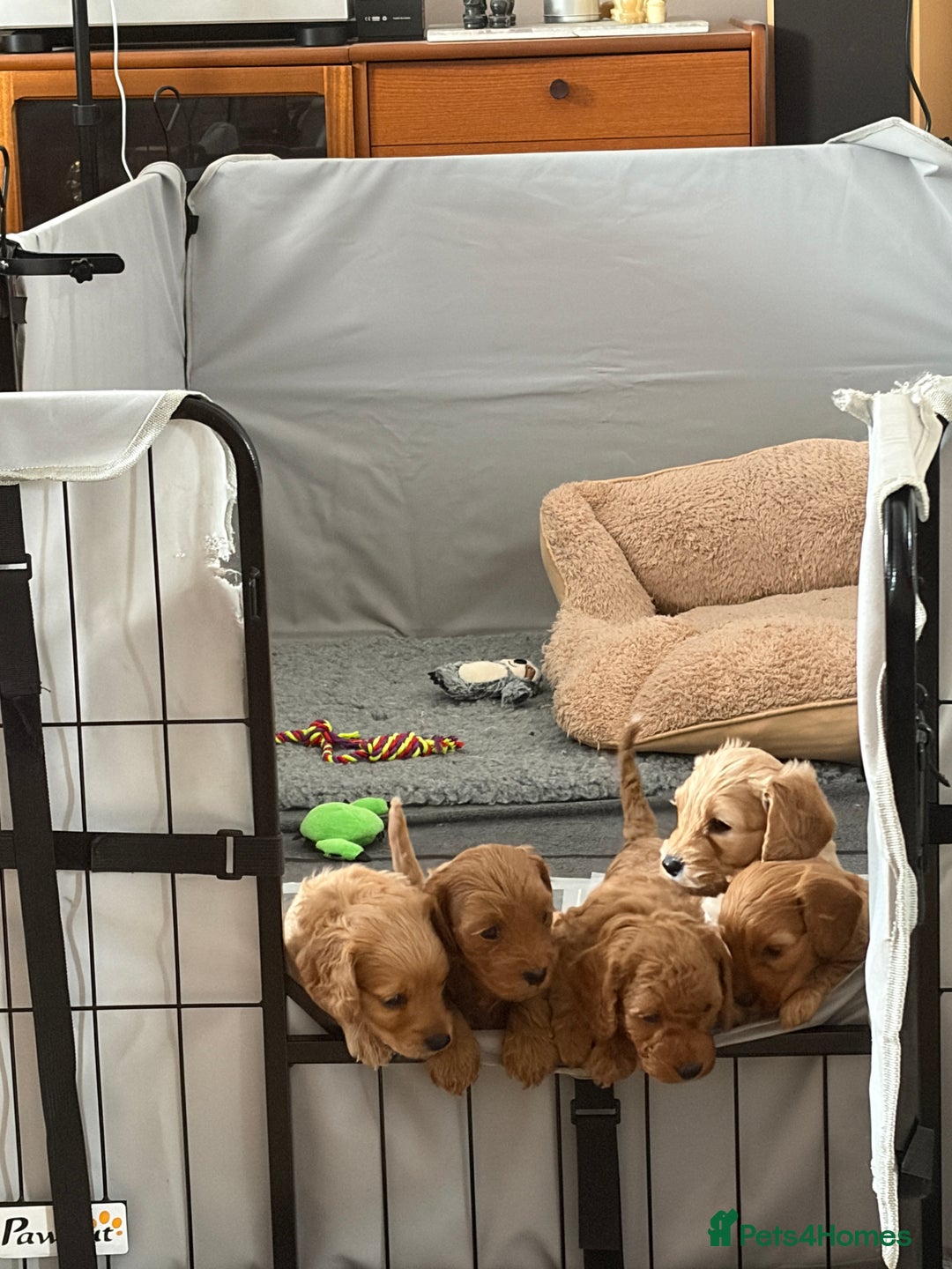 Cockapoo dogs for sale: Adorable Cockapoo Puppies - Image 3