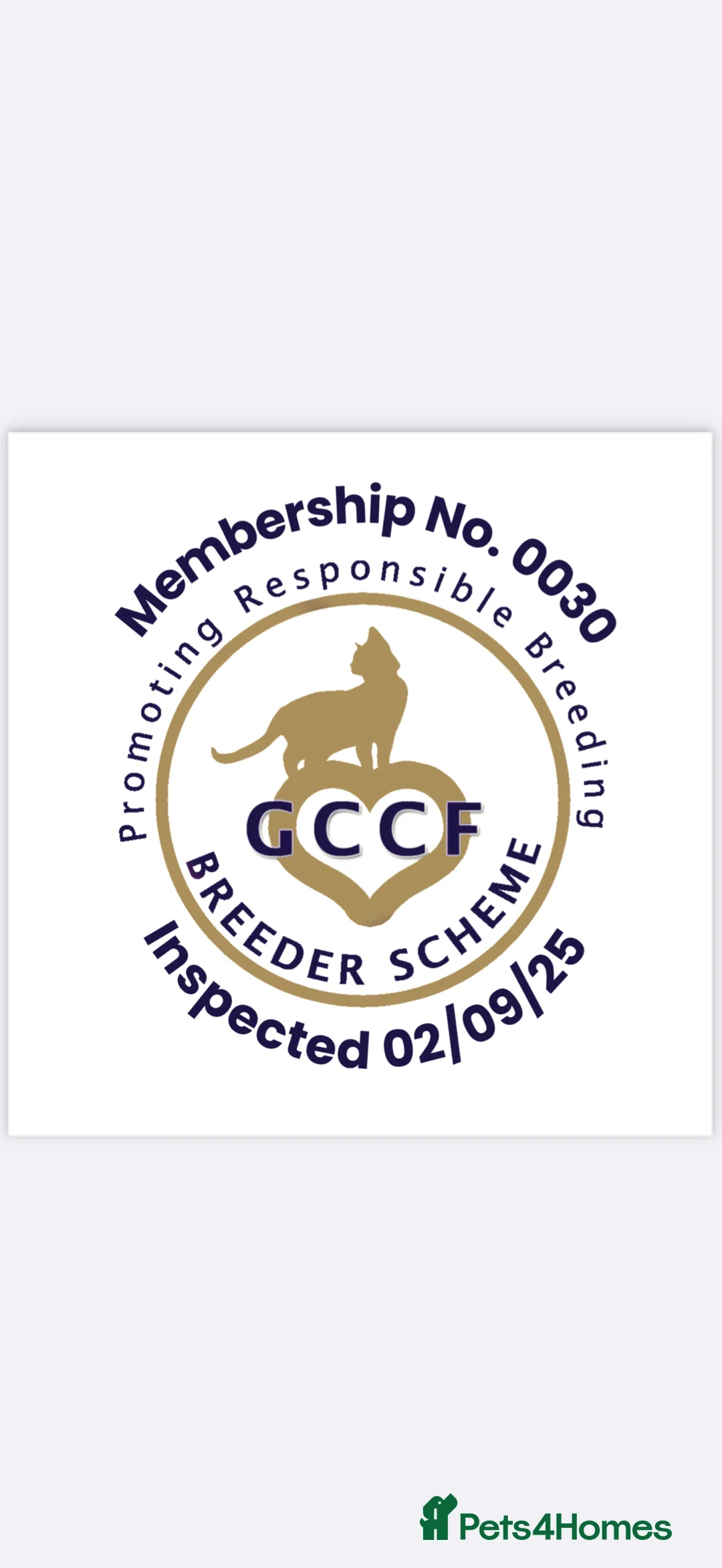 British Shorthair cats for sale: British shorthair Kittens  - Advert 5