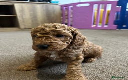 Cockapoo dogs for sale: 4 f2 cockapoos 2 males 1 female  - Image 15
