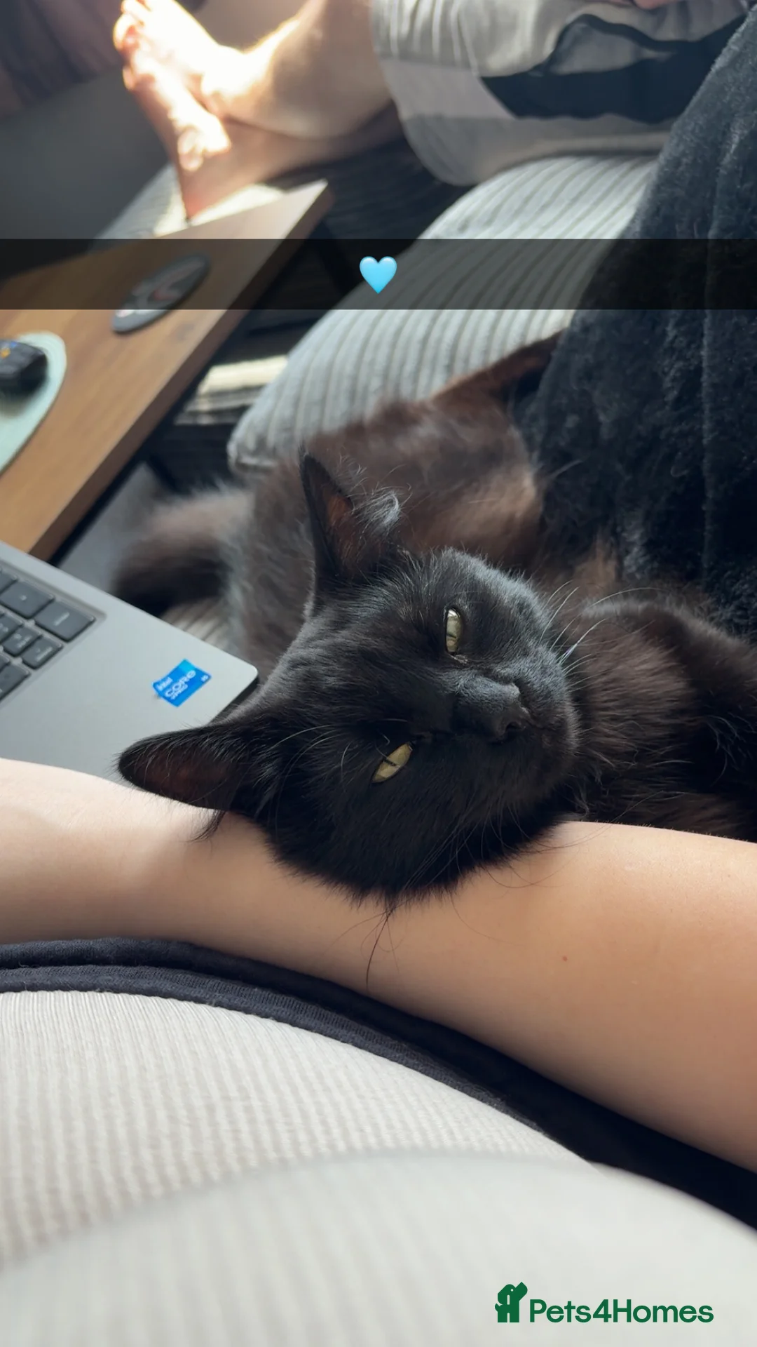 British Longhair cats for sale: Black British Longhair - Advert 3