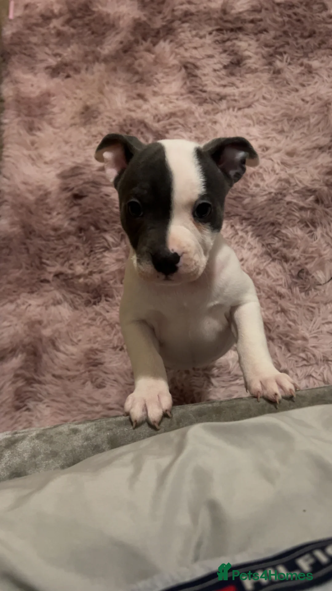 Mixed Breed dogs for sale: Female French staff - Advert 1