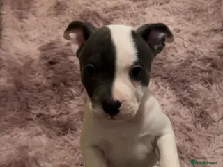 Mixed Breed dogs Female French staff - Advert 1