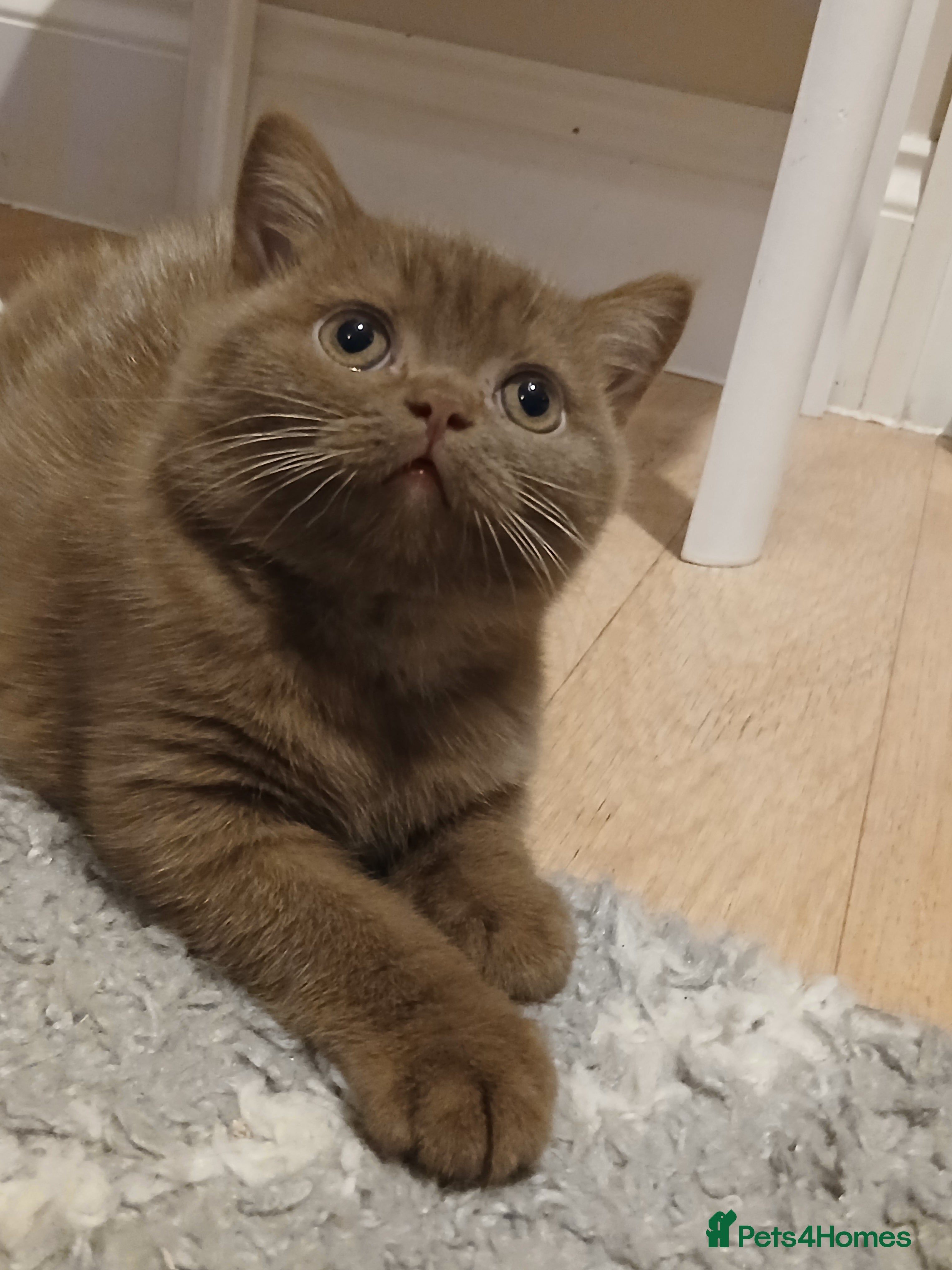 British Shorthair cats Gorgeous Cinnamon - Advert 2
