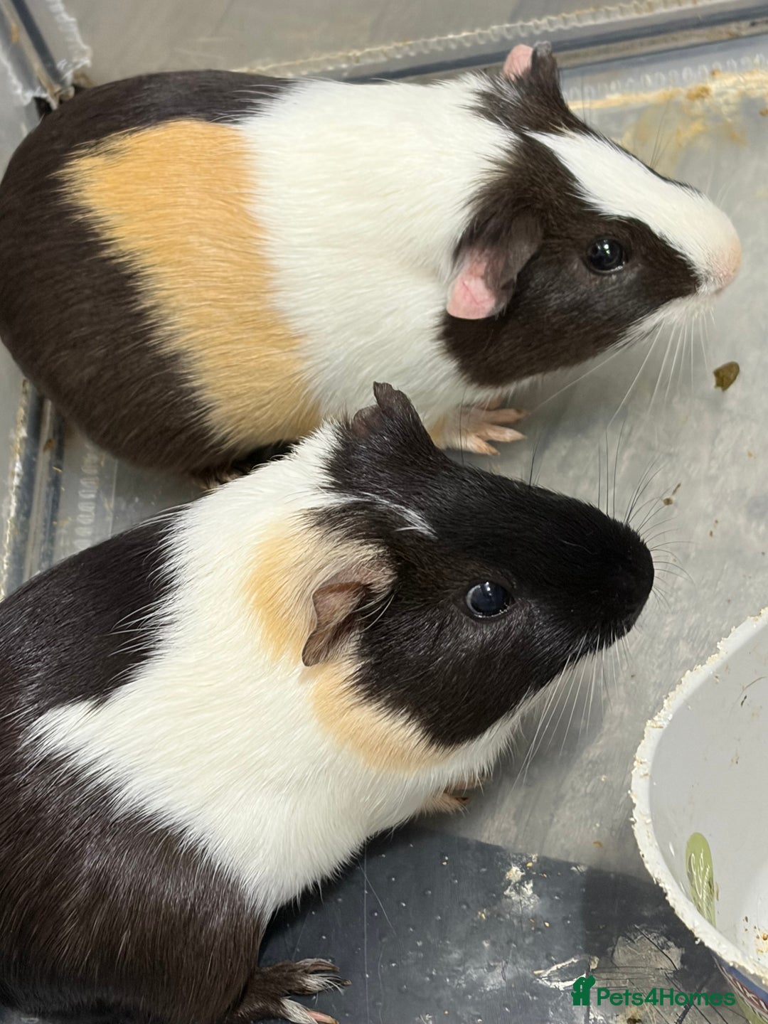 Guinea Pig rodents for sale: 2x male guinea pigs  - Advert 4