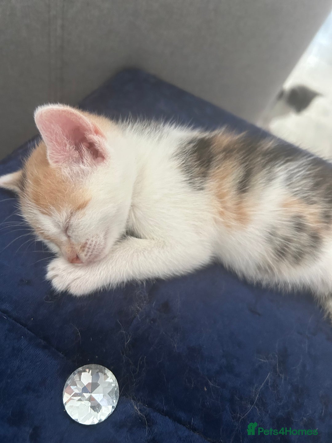 Mixed Breed cats for sale: 5 beautiful, inquisitive fluffy kittens - Image 7
