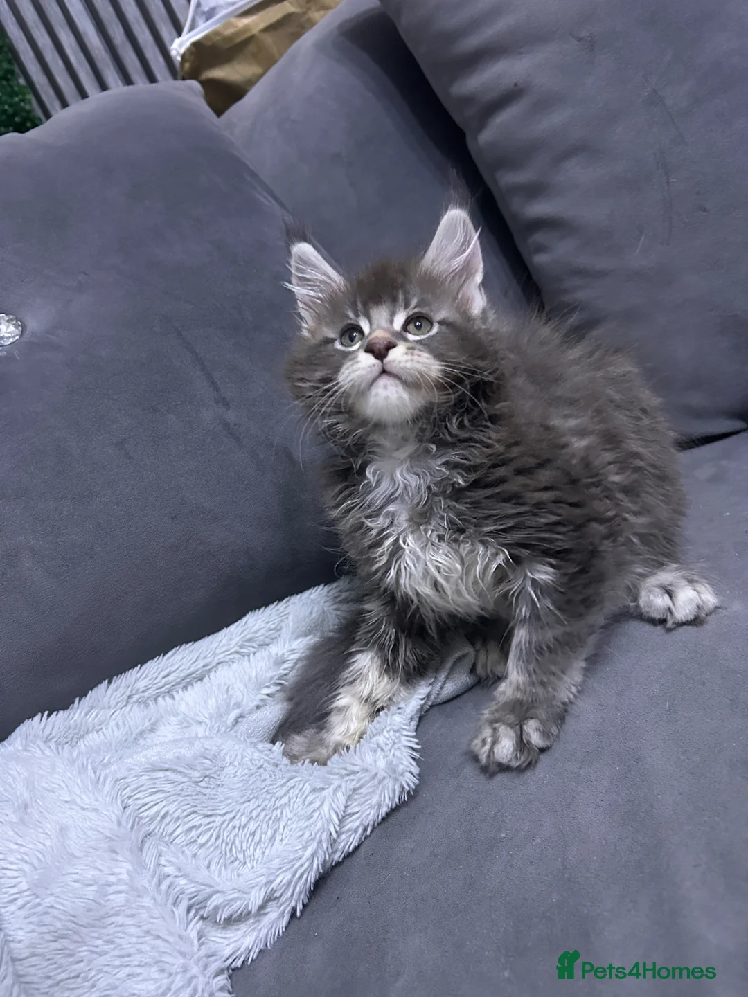 Maine Coon cats for sale: Maine Coon Kitten  - Advert 10
