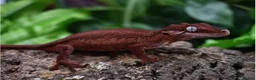 Gecko reptiles for sale: Red Stripe Gargoyle Gecko - Advert 5