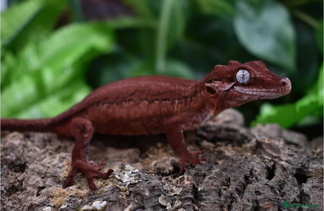 Gecko reptiles for sale: Red Stripe Gargoyle Gecko - Advert 5