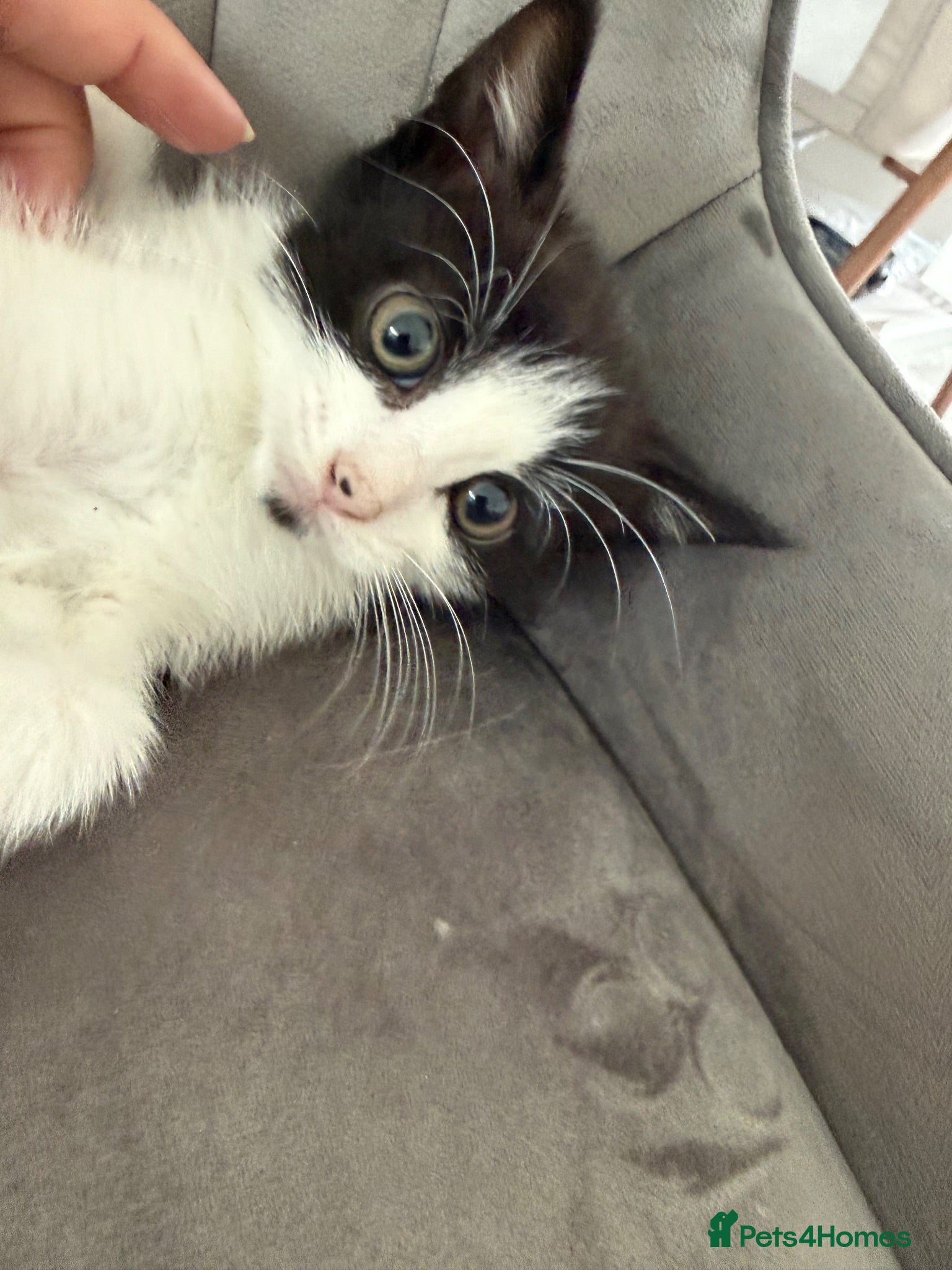 Mixed Breed cats Beautiful kittens ready for their forever homes✨ - Advert 6