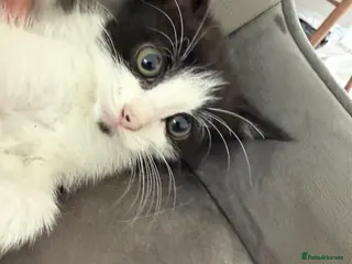 Mixed Breed cats Beautiful kittens ready for their forever homes✨ - Advert 6
