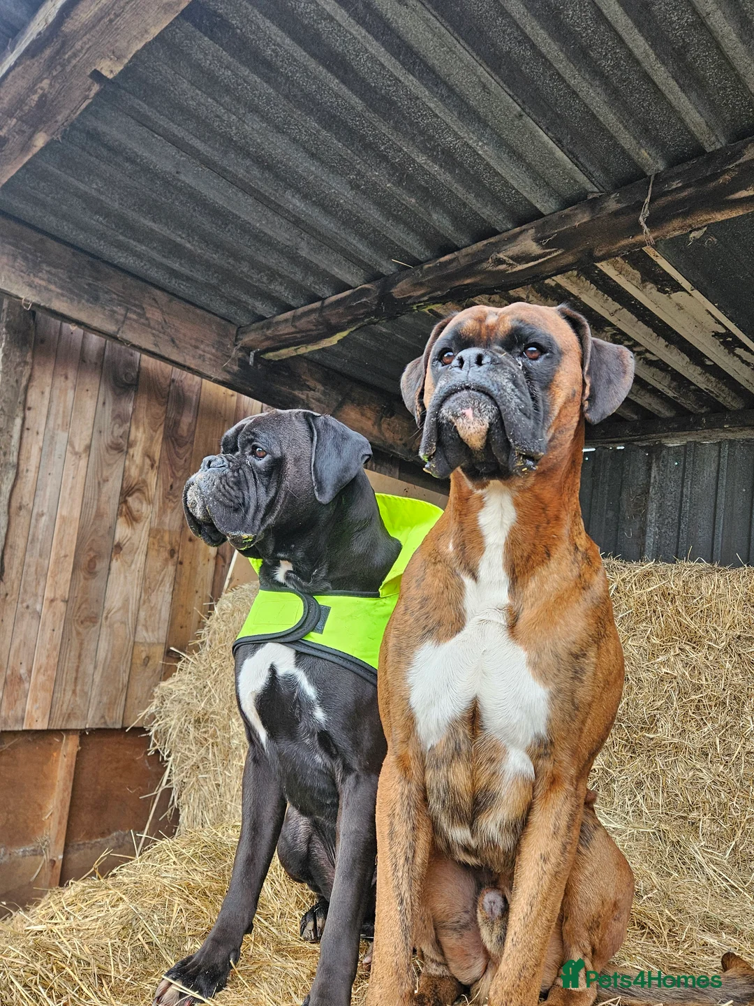 Boxer dogs for stud: Tiger brindle boxer st stud in Yarm - Advert 3