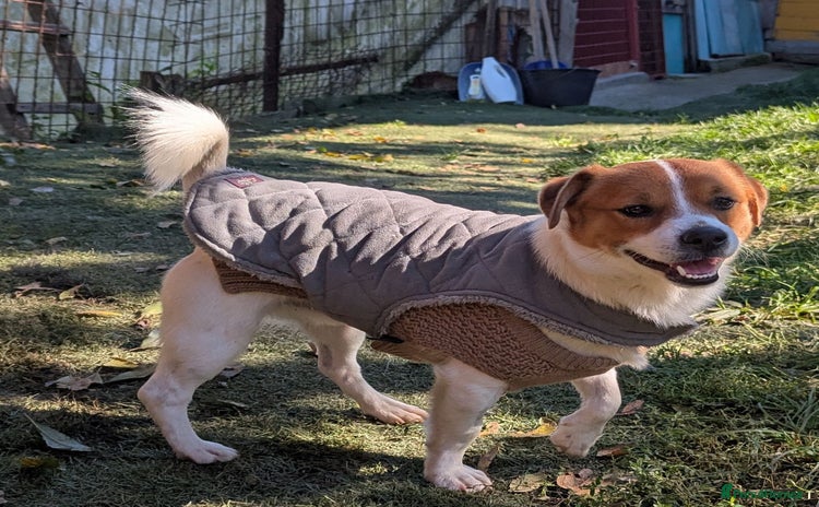 Mixed Breed dogs - Advert 1