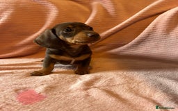 Miniature Dachshund dogs for sale: Miniature dachshunds - Image 18