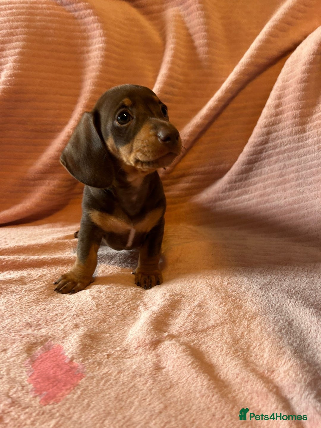 Miniature Dachshund dogs for sale: Miniature dachshunds - Image 18