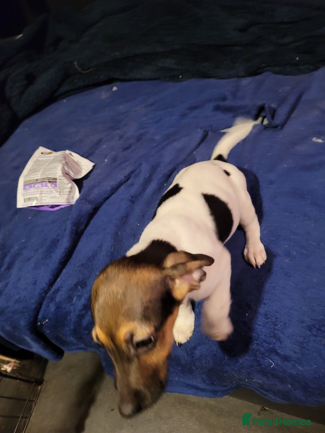 Jack Chi dogs for sale: Beautiful Jack Chi Puppies - Advert 6