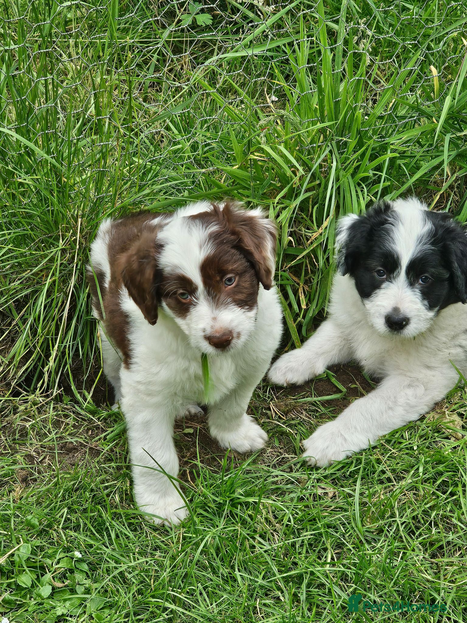 Bordoodle dogs Handsome doodle boy pups - Advert 2