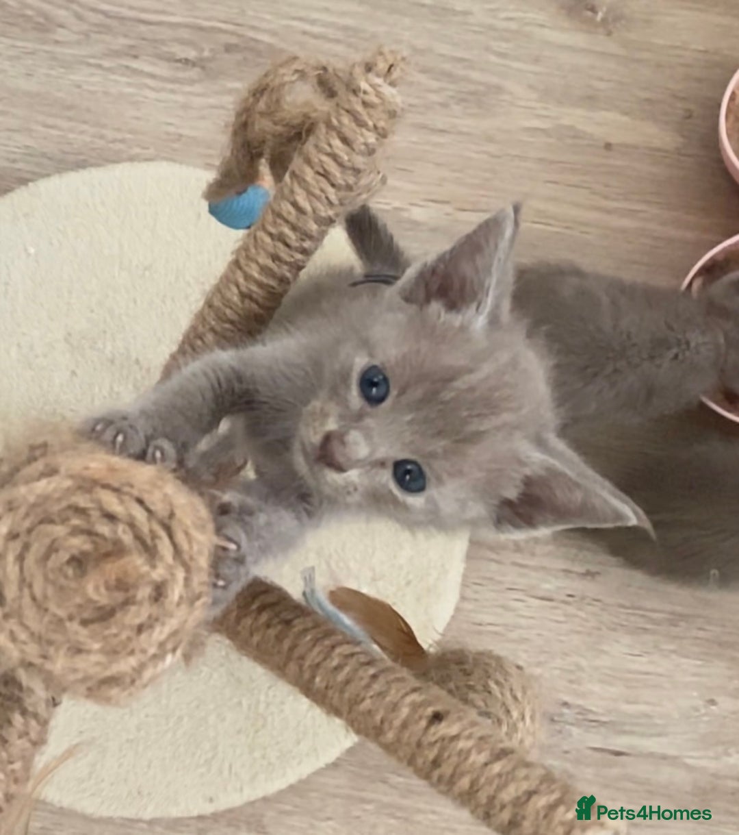 Mixed Breed cats for sale: Oriental X Siamese kittens  - Image 9