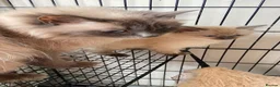 Ragdoll cats for sale: Ragdoll kittens - Advert 10
