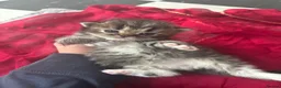 Persian cats for sale: Beautiful Persian chinchilla kittens available  - Advert 8