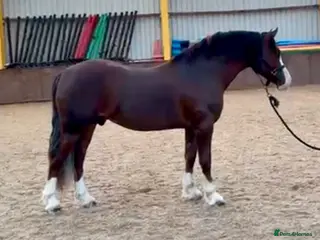 Welsh Section D horses Exceptional mannerly Welsh D - Advert 1