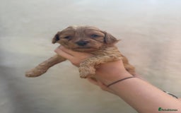 Mixed Breed dogs for sale: Cavapoo x cockapoo puppies in Loughborough - Image 17