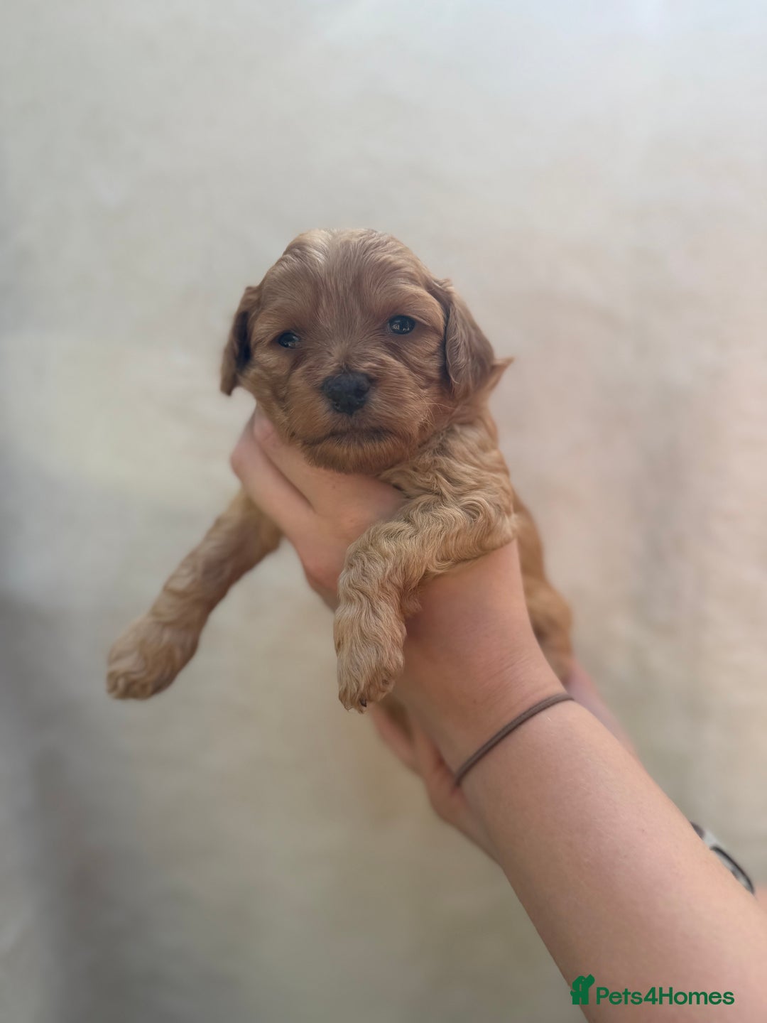 Mixed Breed dogs for sale: Cavapoo x cockapoo puppies in Loughborough - Image 17