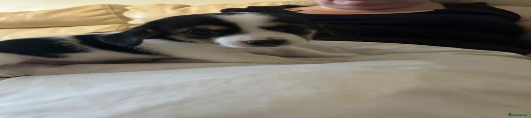 Mixed Breed Puppy 1
