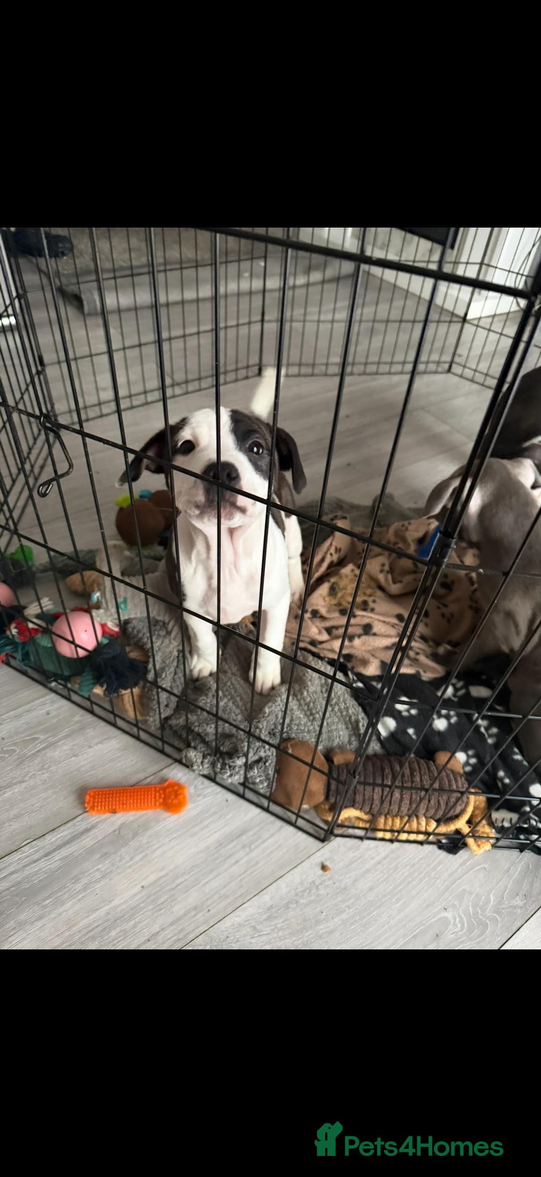 Staffordshire Bull Terrier dogs for sale: Beautiful Staffordshire bull terrier puppies  - Advert 4