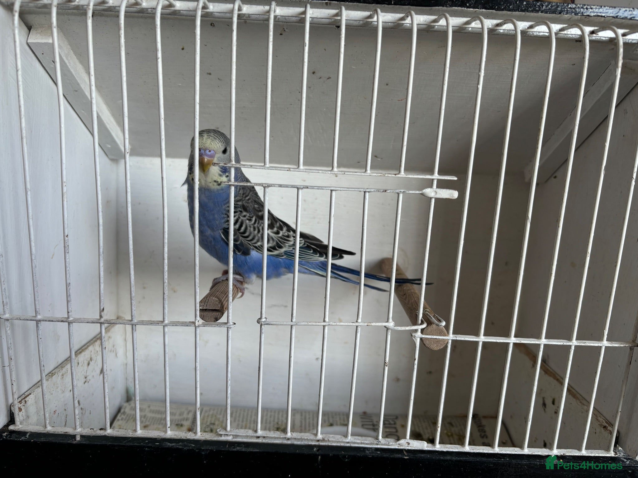 Budgerigars birds Budgerigars - Advert 7