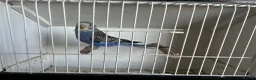 Budgerigars birds for sale: Budgerigars in Whitchurch - Advert 1