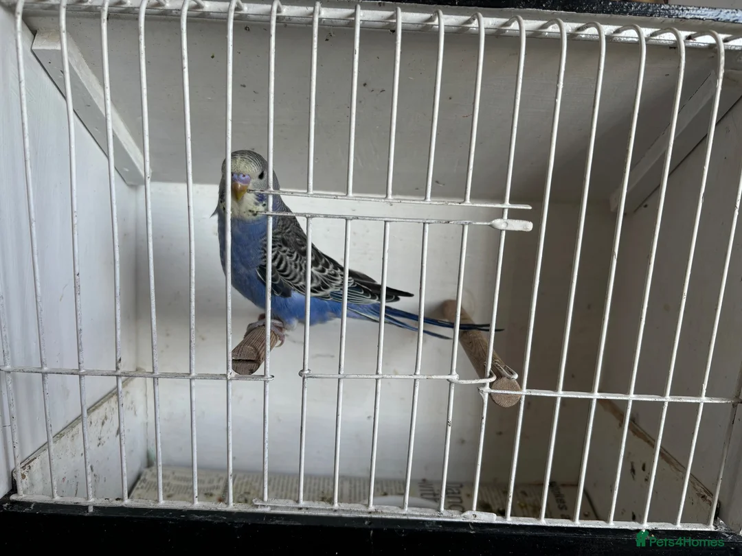 Budgerigars birds for sale: Budgerigars in Whitchurch - Advert 1