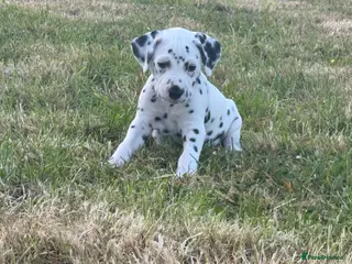 Dalmatian dogs Pedigree KC Registered Puppies - Advert 4