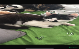 Domestic Shorthair cats for sale: Ziggy, zeke and zane, rescued kittens🥰 - Image 3