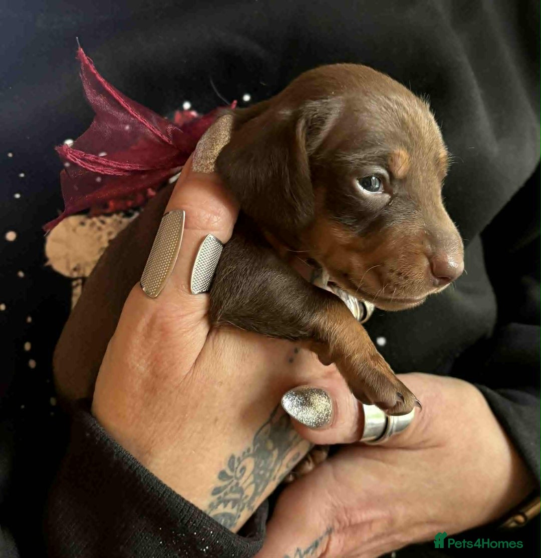 Miniature Dachshund dogs for sale: Miniature Dachshund Puppies- Family Raised - Advert 4