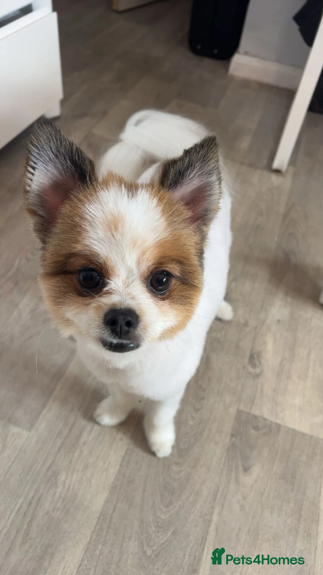 Pomeranian dogs for sale: Male Pomeranian  - Advert 2